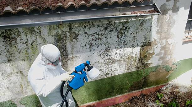 Trusted Black Mold Removal service in Olney, TX - Cheap Mold Removal